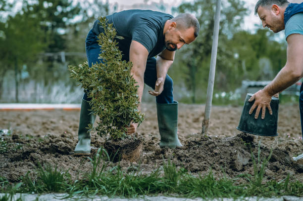 Best Emergency Tree Service  in Friedens, PA